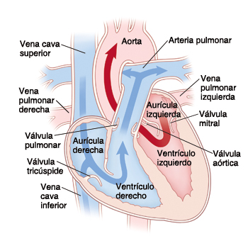 Corte transversal visto de frente de un corazón que muestra el flujo de sangre a través del corazón.vula aórtica, la válvula tricúspide y la válvula mitral.