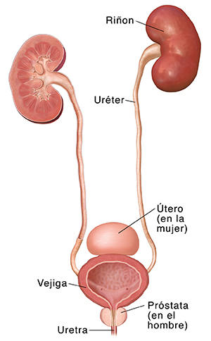 Sistema urinario donde pueden verse los riñones, los uréteres, la vejiga, la uretra y la posición del útero y la próstata.