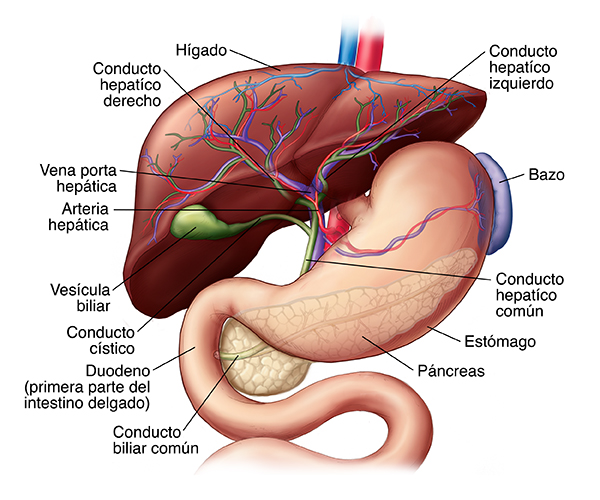Anatomía del hígado y el sistema biliar, incluyendo el estómago, duodeno, páncreas, vesícula biliar, árbol biliar, y suministro de sangre.