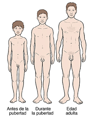 El desarrollo de un hombre desde la prepubertad hasta la edad adulta, pasando por la pubertad.