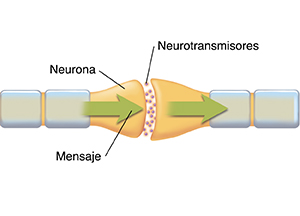 Primer plano de la sinapsis donde pueden verse los neurotransmisores entre las neuronas sanas. Las flechas muestran el mensaje pasando por las neuronas.