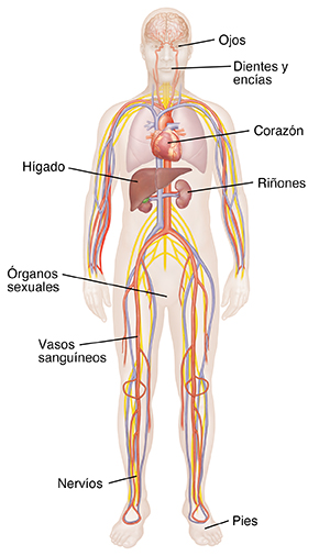 Vista frontal de una figura masculina donde pueden verse el cerebro y el sistema nervioso, el sistema cardiovascular, los pulmones y los riñones.