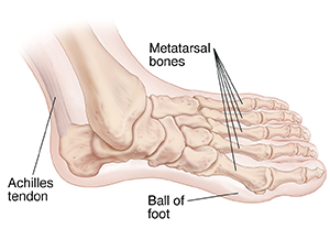Top view of foot partly to the side showing bones and Achilles tendon.